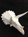 3D打印恐龙头
